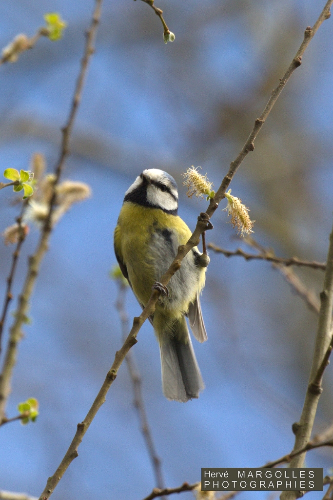 Mesange bleue-07.jpg